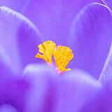 Crocuses